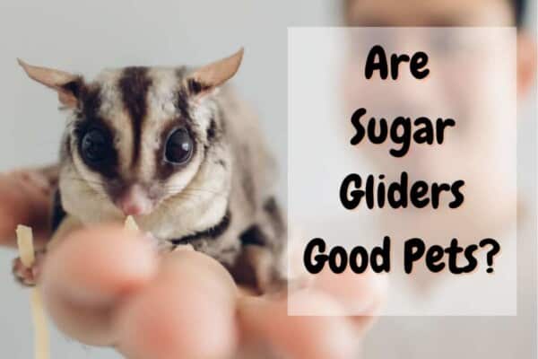 are sugar gliders good pets