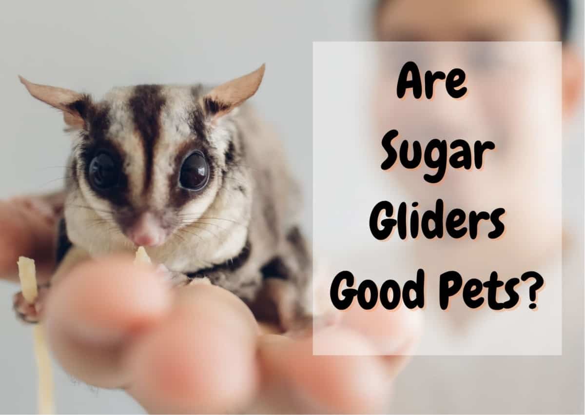 are sugar gliders good pets