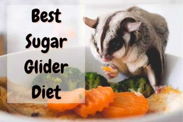 what do sugar gliders eat