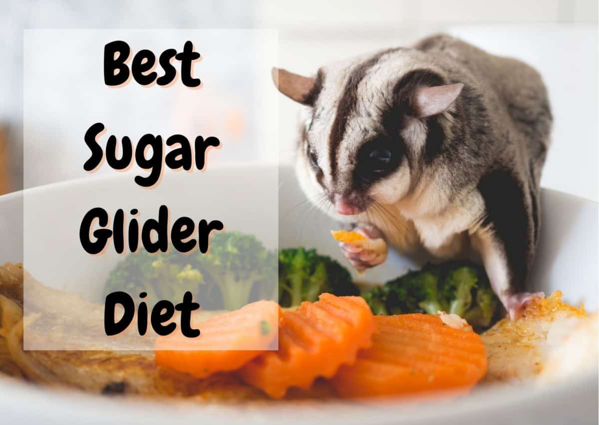what do sugar gliders eat