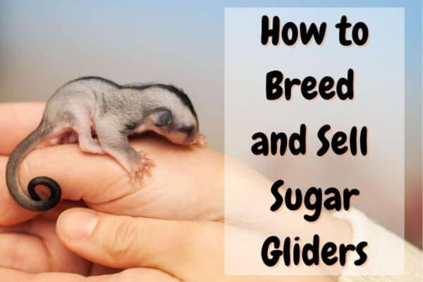 Breeding and Selling Sugar Gliders | A Step-By-Step Guide