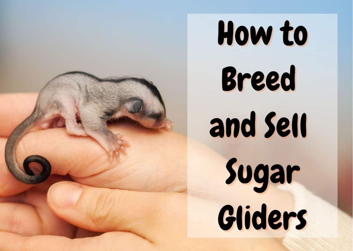 how to breed and sell sugar gliders