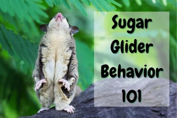 sugar glider behavior