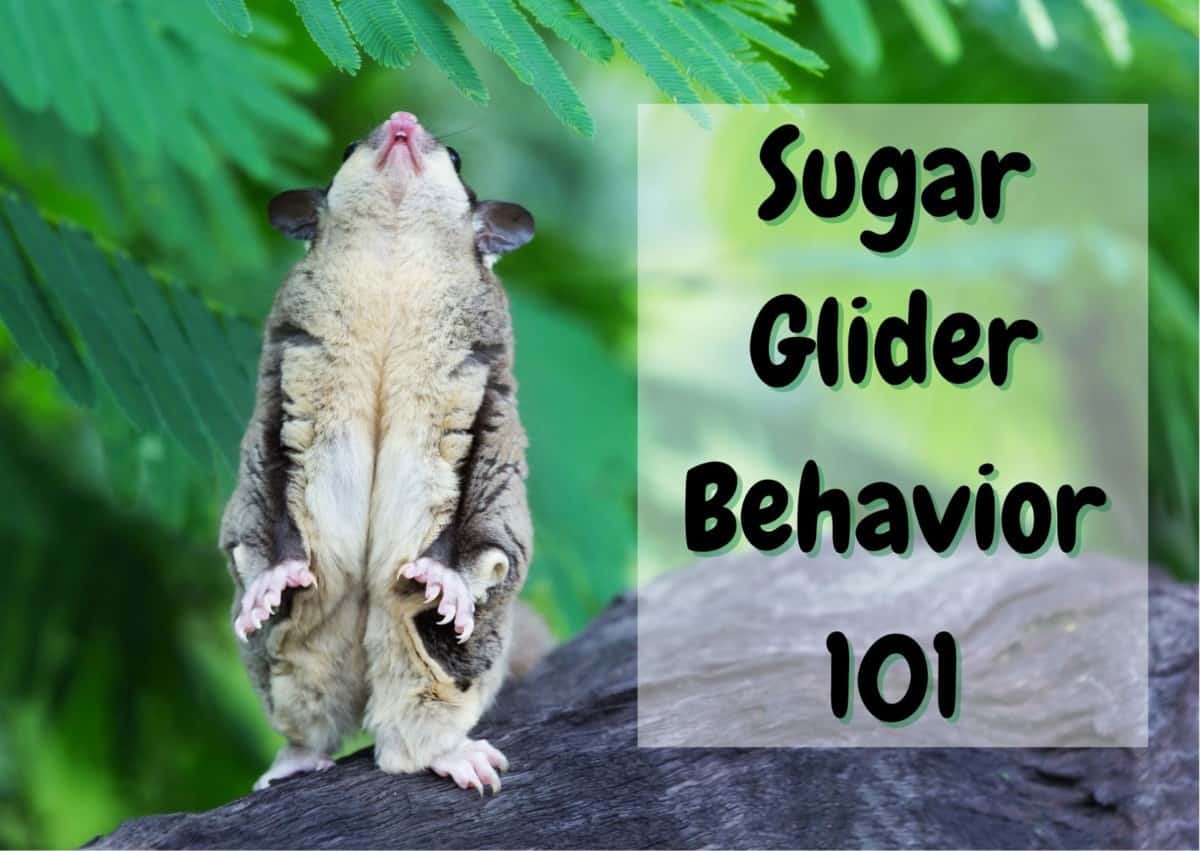 sugar glider behavior