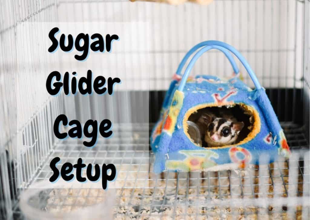 How to Set Up a Sugar Glider Cage (6 Easy Steps) The Pet Savvy