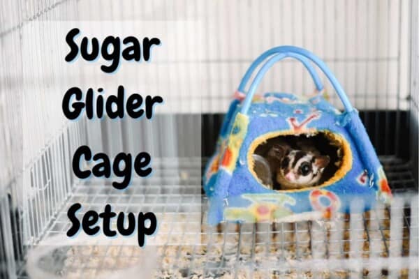sugar glider cage setup
