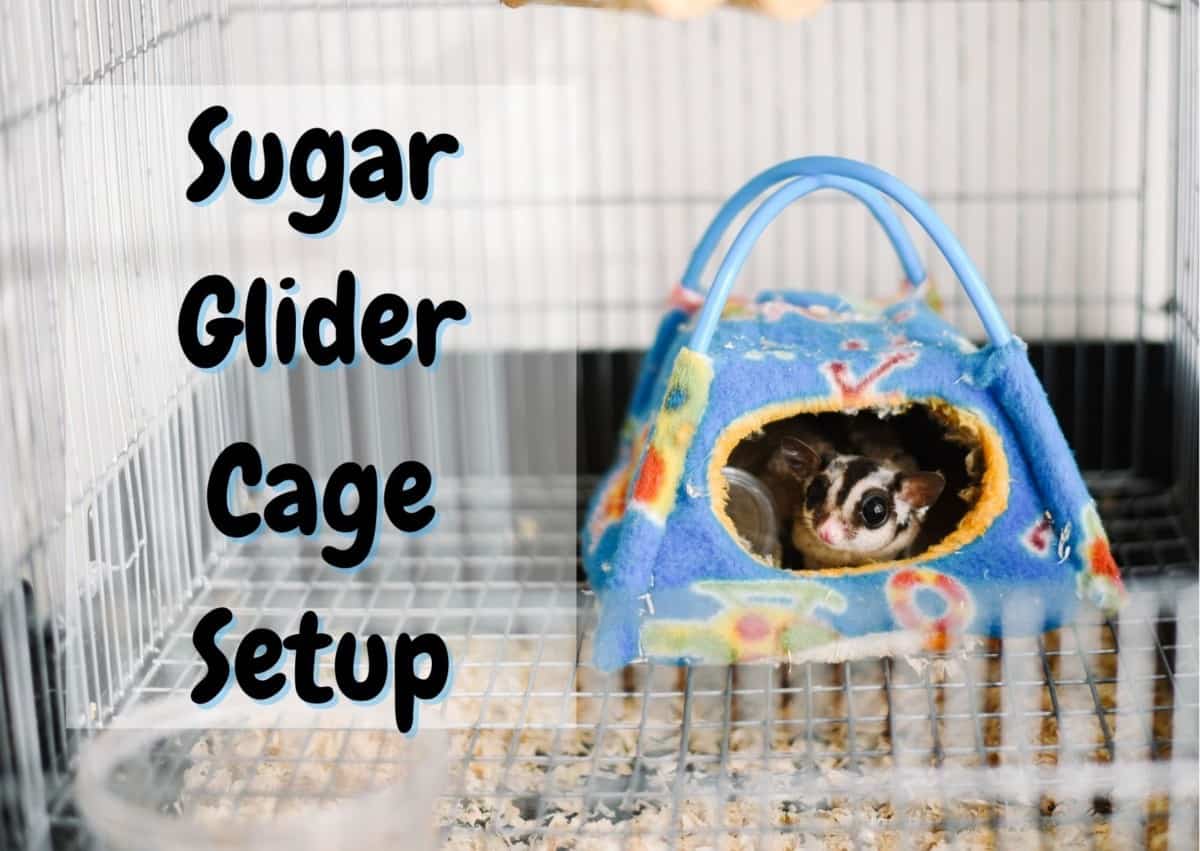 sugar glider cage setup