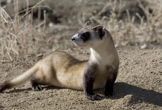 blackfoot ferret outside