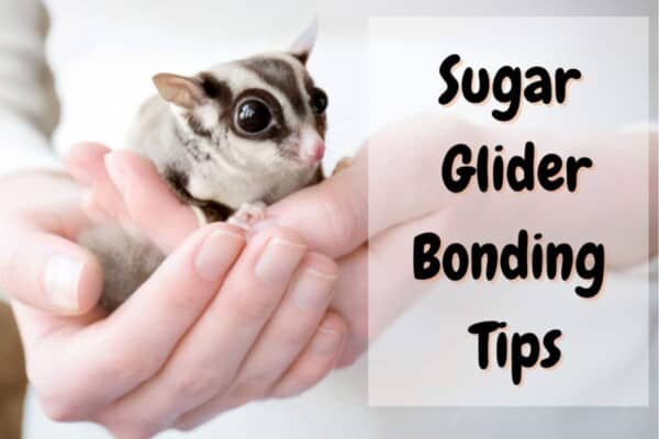 sugar glider bonding tips