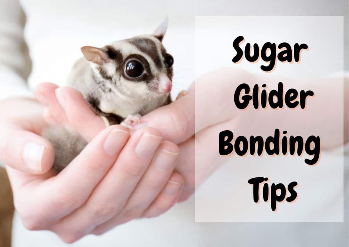 sugar glider bonding tips