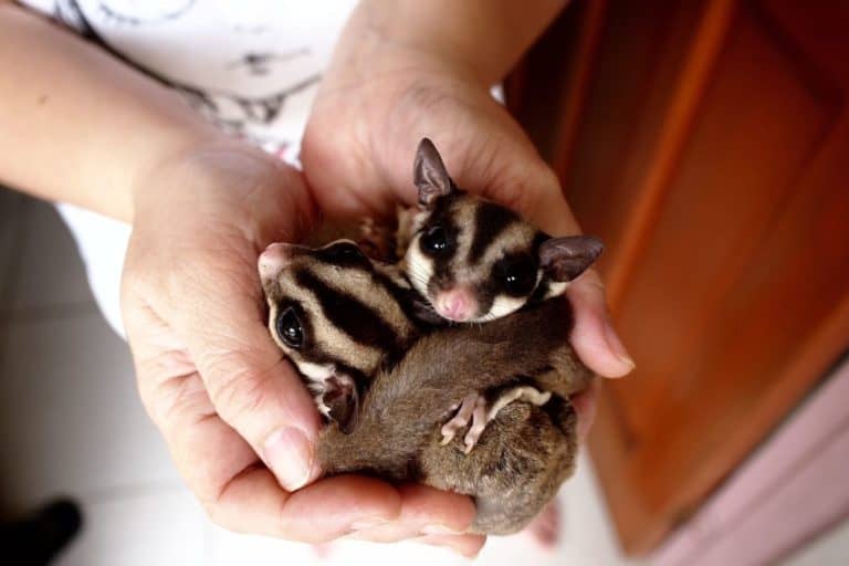 155 Cutest, Funniest and Coolest Sugar Glider Names