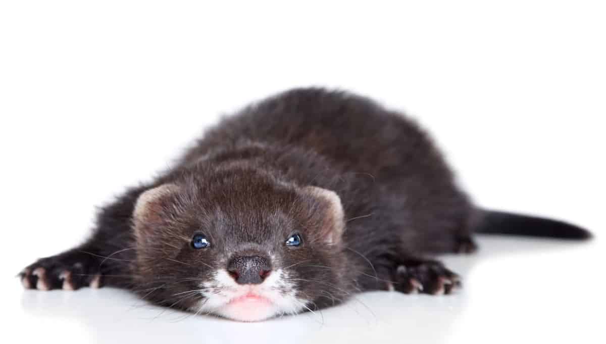 20 Ferret Colors and Patterns (With Pictures) The Pet Savvy