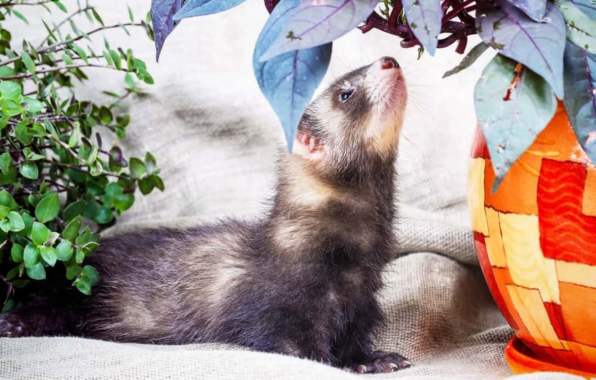 Do Ferrets Shed? 7 Tips to Prevent Allergies The Pet Savvy