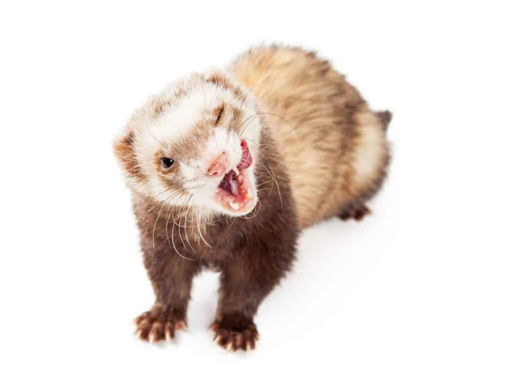 ferret eating with mouth open