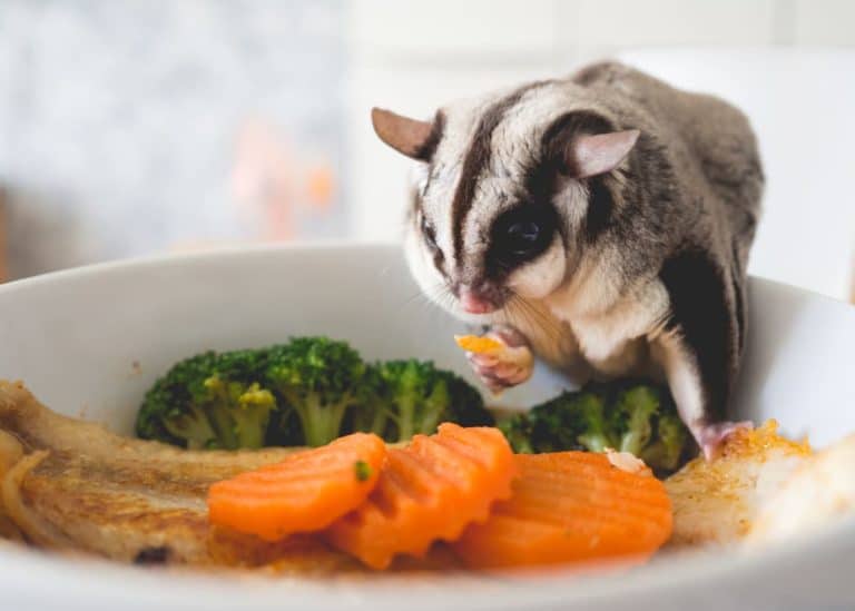 sugar glider diet sugar glider diet