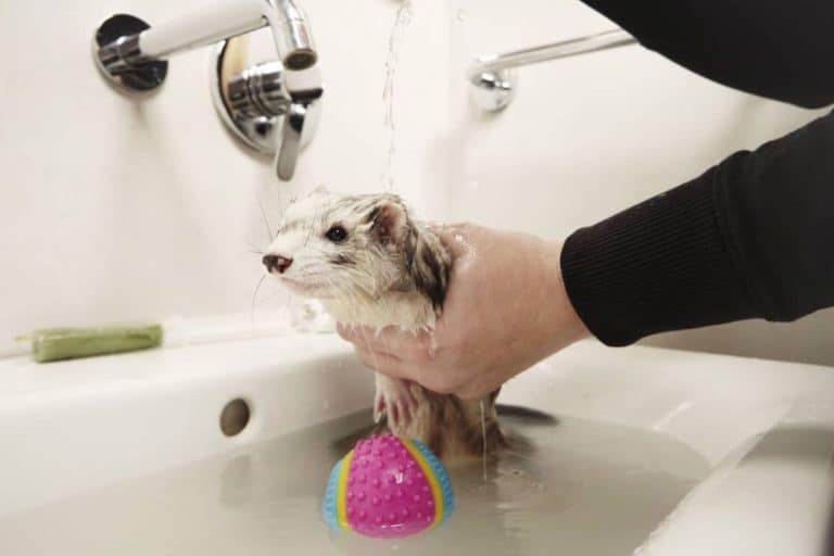 Why do ferrets smell so bad? [USEFUL TIPS FOR FERRET OWNERS