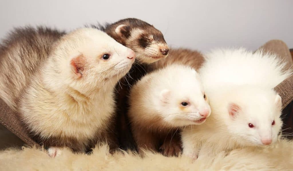 group of young angora ferrets