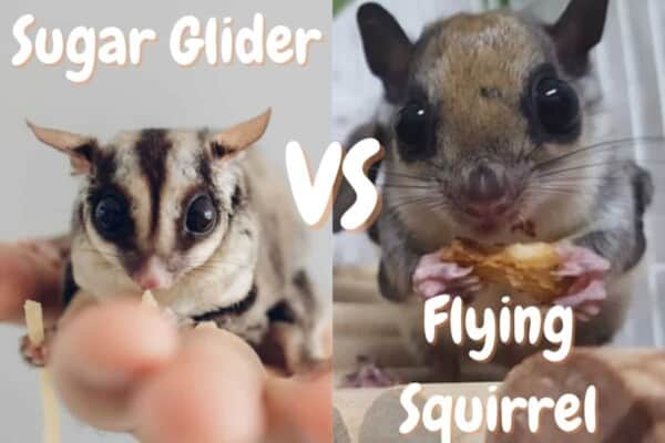 sugar glider VS flying squirrel