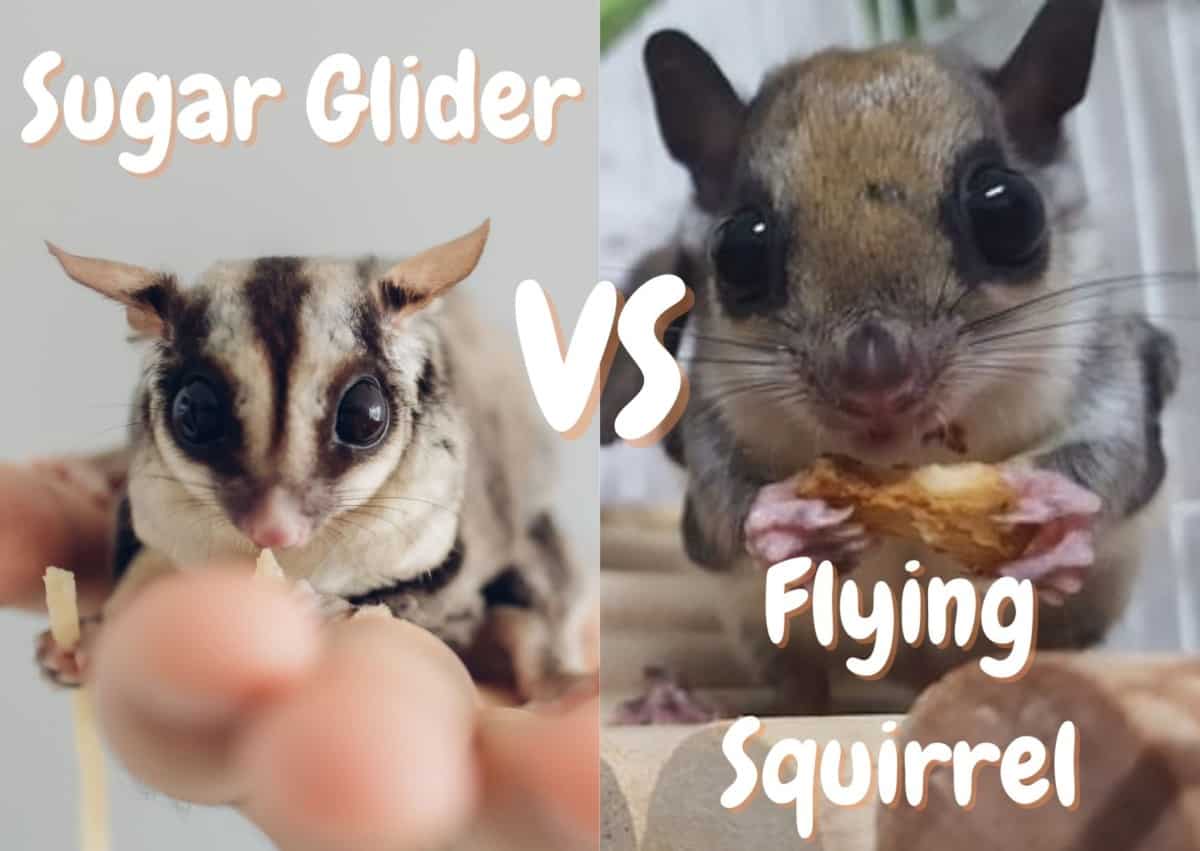 sugar glider VS flying squirrel