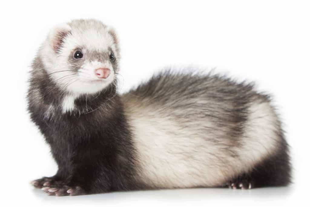 siamese ferret