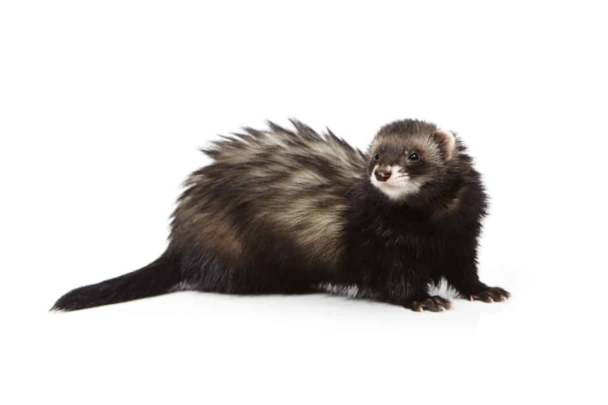 20 Ferret Colors and Patterns (With Pictures) The Pet Savvy