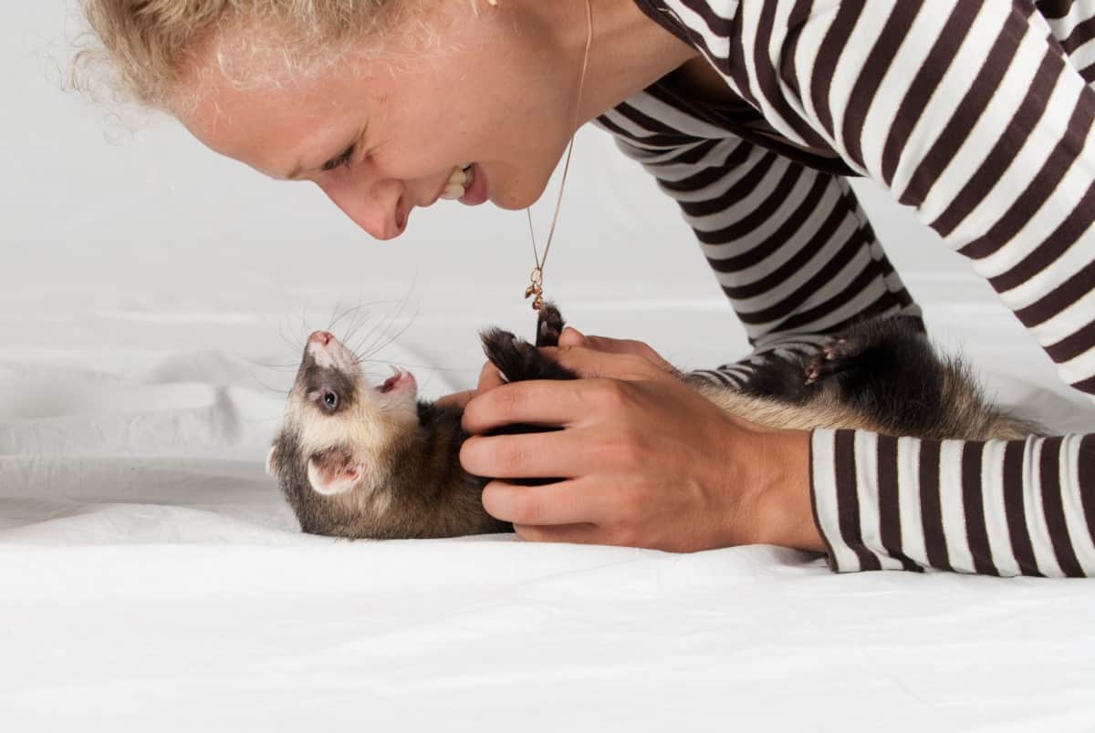 8 Safe Toys Ferrets Like To Play With The Pet Savvy