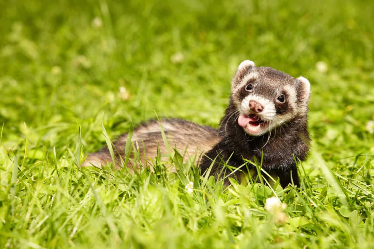 Why do ferrets bite? How do you stop them? [OWNER’S GUIDE