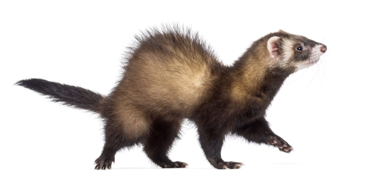 20 Ferret Colors and Patterns (With Pictures) The Pet Savvy
