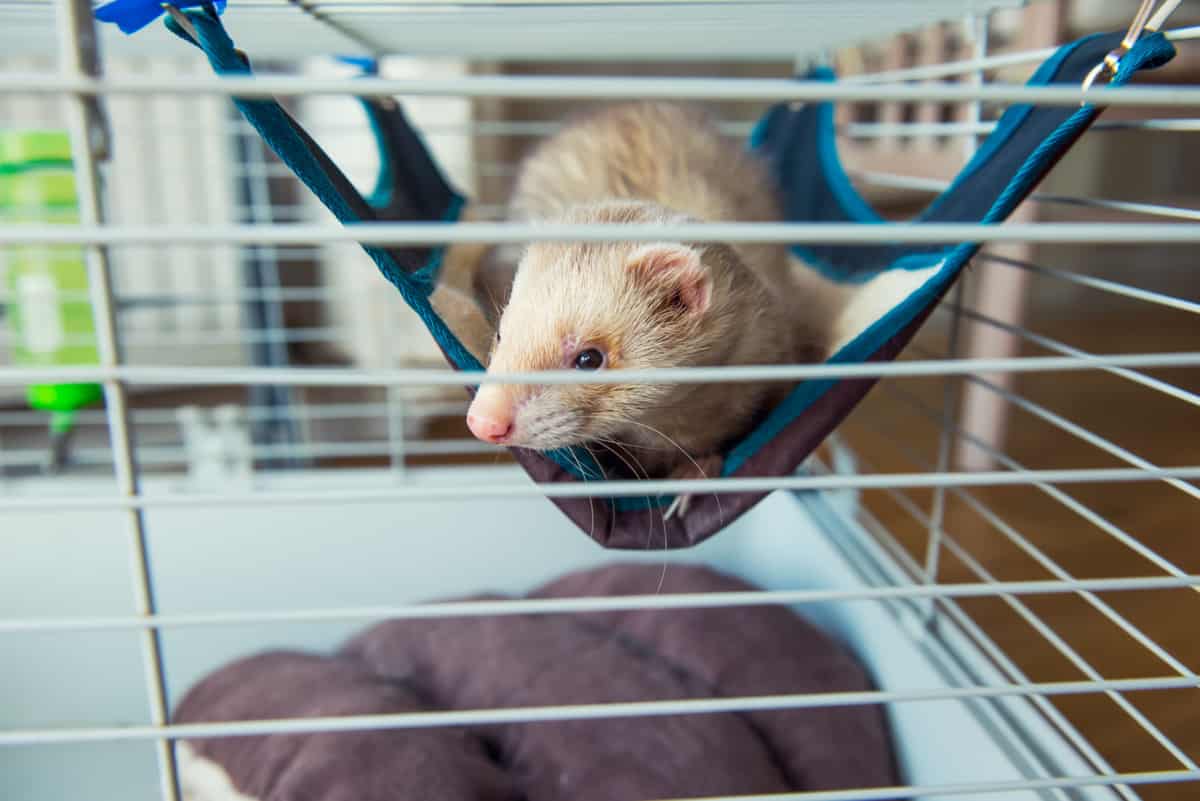 12 Best Cages for Ferrets [2021 GUIDE]