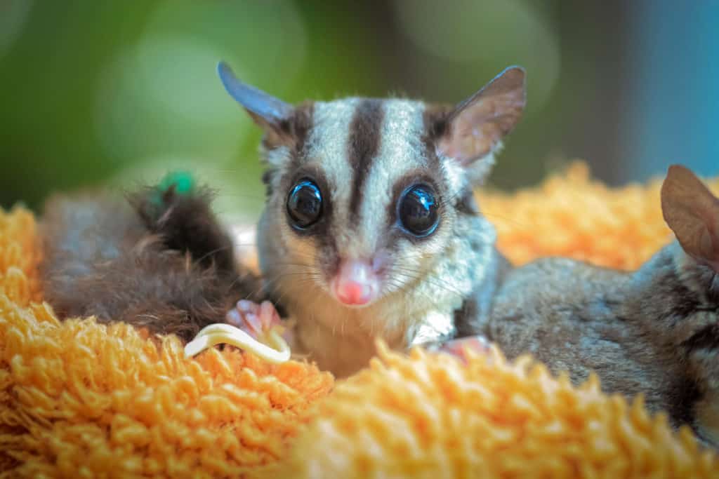 baby sugar glider