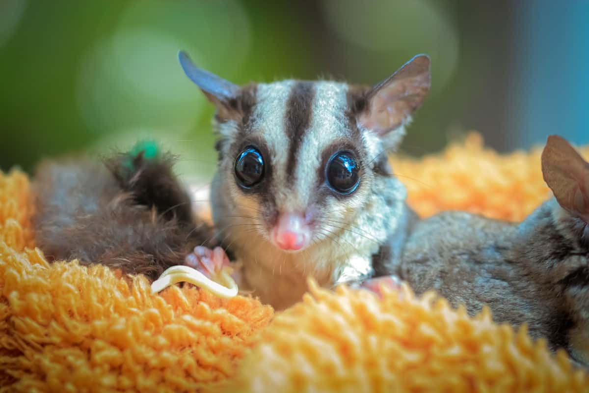 sugar glider soft toy