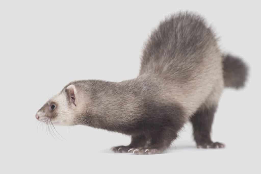 gray ferret on white background