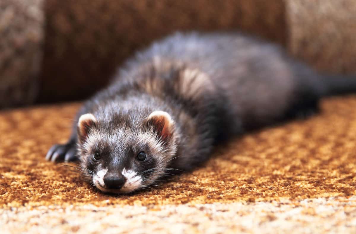How Do I Know If My Ferret Is Happy? 8 TellTale Signs The Pet Savvy