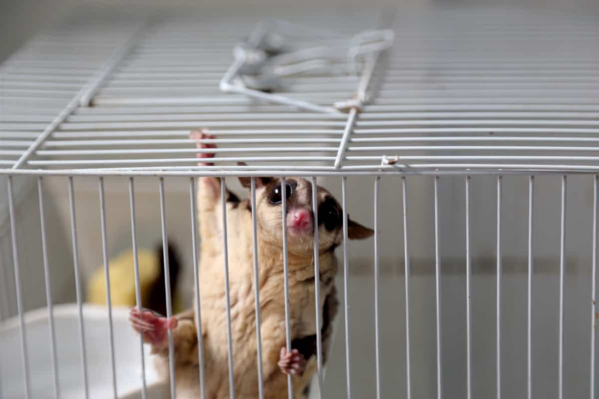 12 Best Cages for Sugar Gliders [2021 GUIDE]