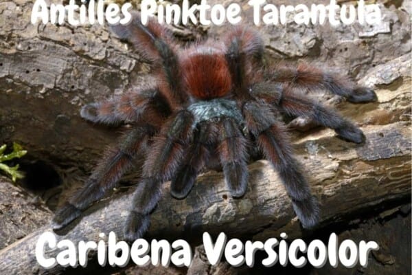 Antilles Pinktoe Tarantula Caribena Versicolor