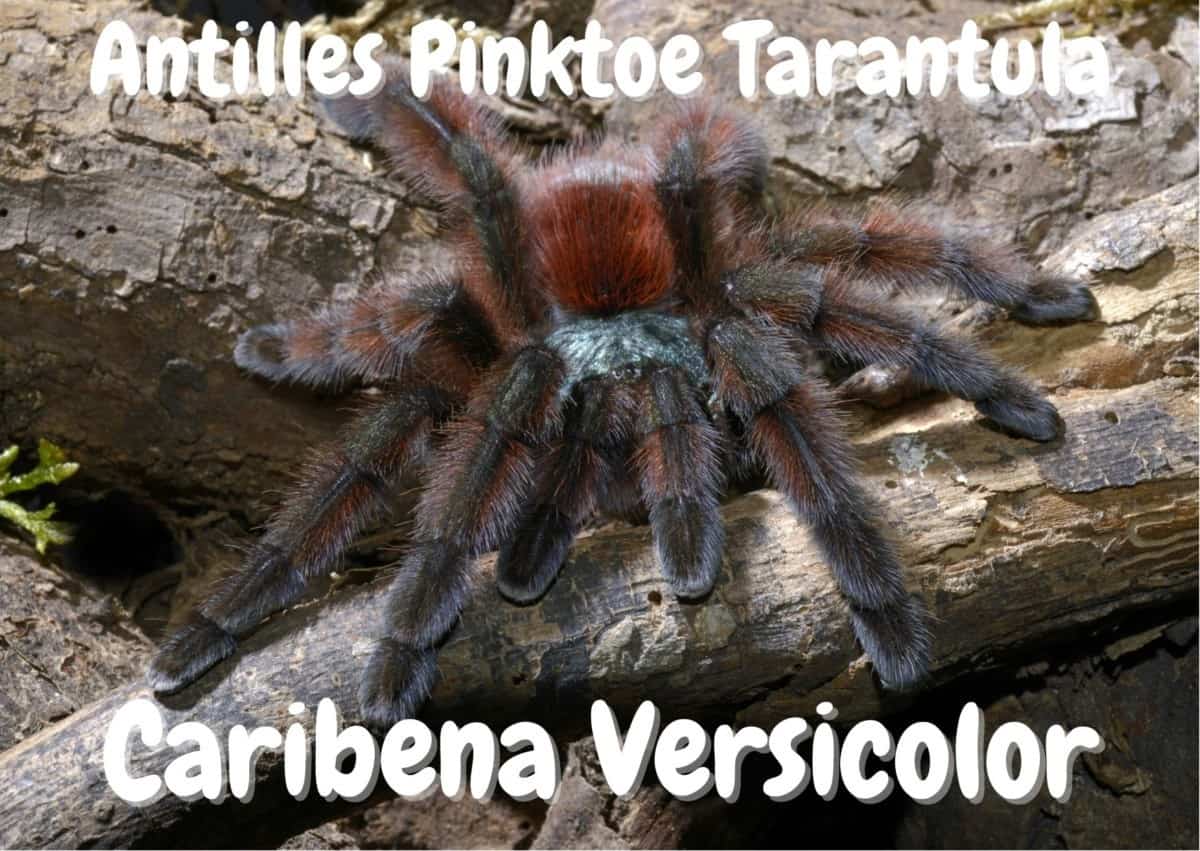 Antilles Pinktoe Tarantula Caribena Versicolor