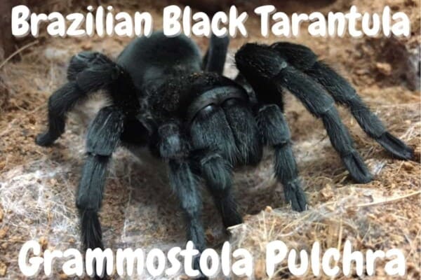 Brazilian Black Tarantula Grammostola Pulchra