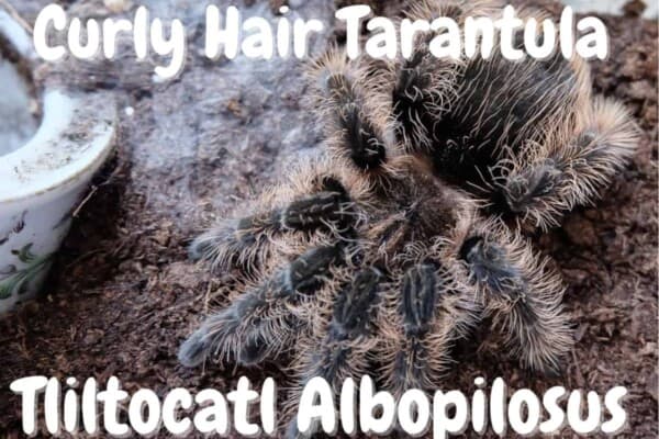 Curly Hair Tarantula Tliltocatl Albopilosus