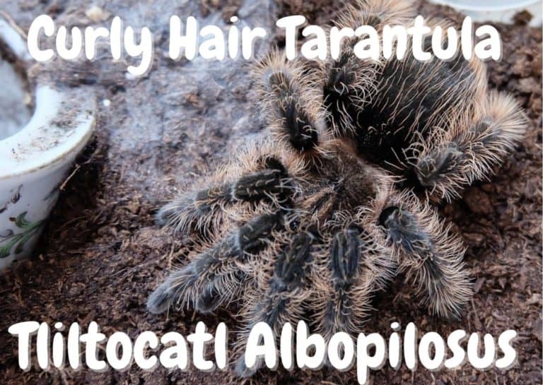 Curly Hair Tarantula Tliltocatl Albopilosus Care Guide The Pet Savvy