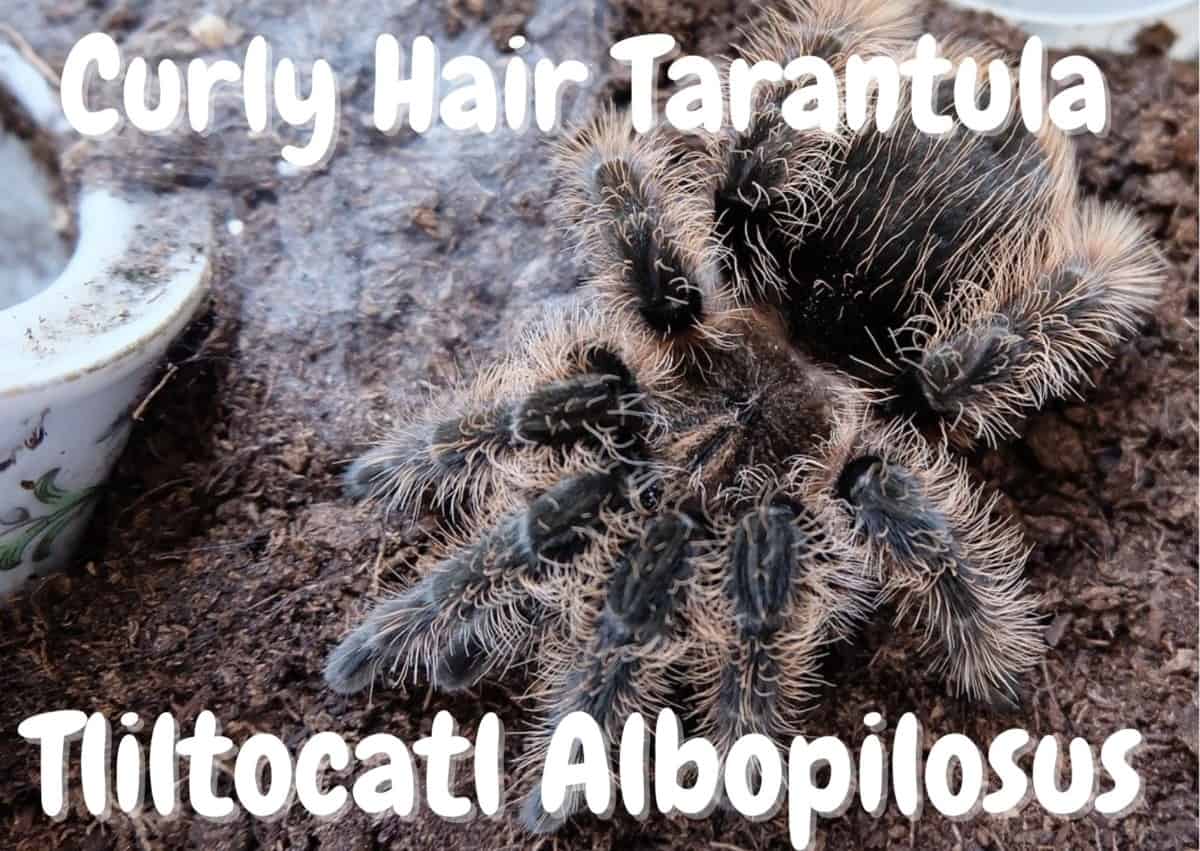 Curly Hair Tarantula Tliltocatl Albopilosus