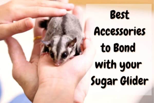 accessories to bond with a sugar glider