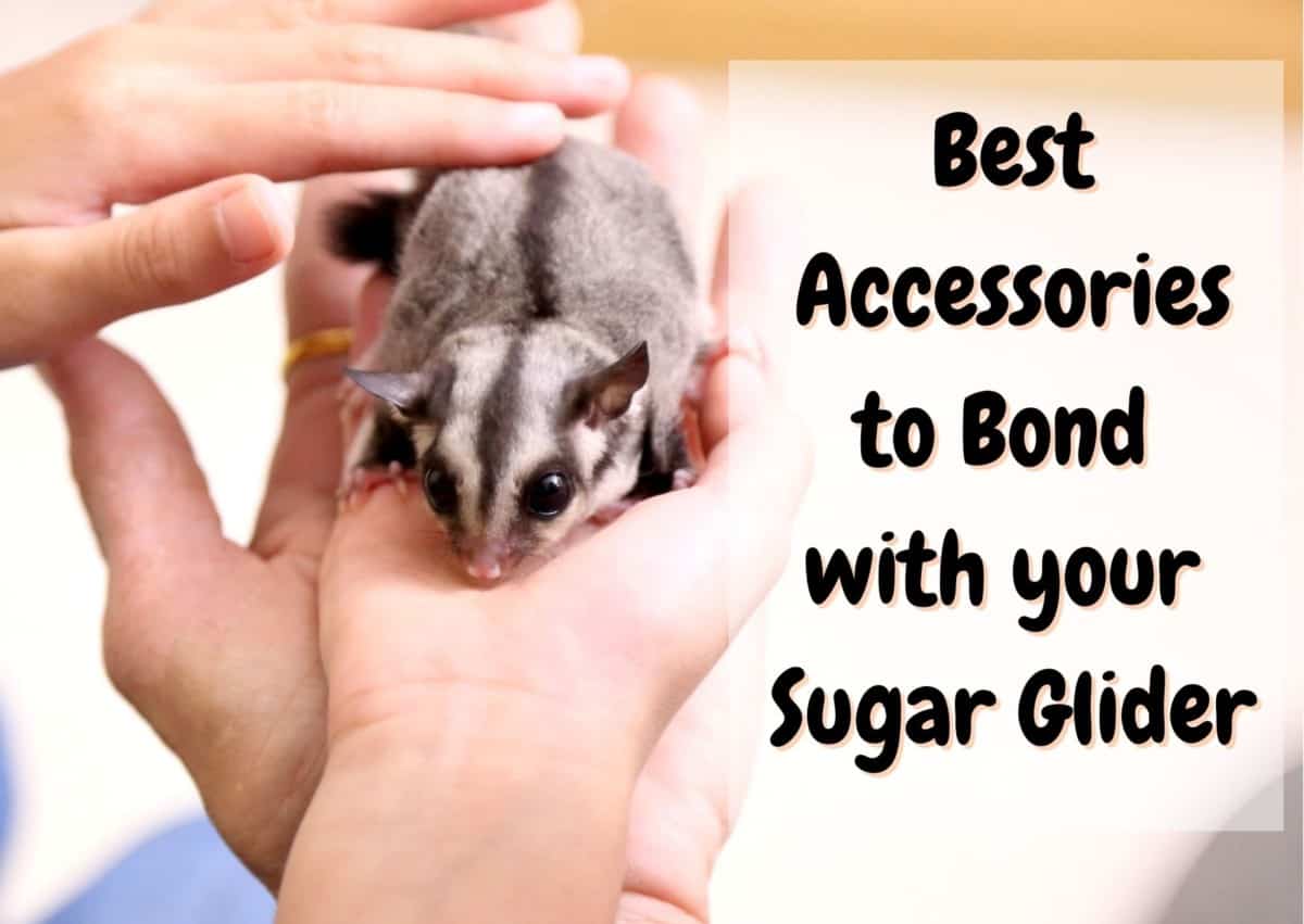 accessories to bond with a sugar glider