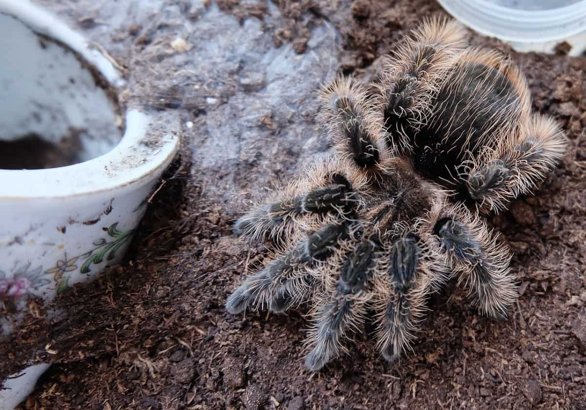 Curly Hair Tarantula Tliltocatl Albopilosus [ULTIMATE GUIDE