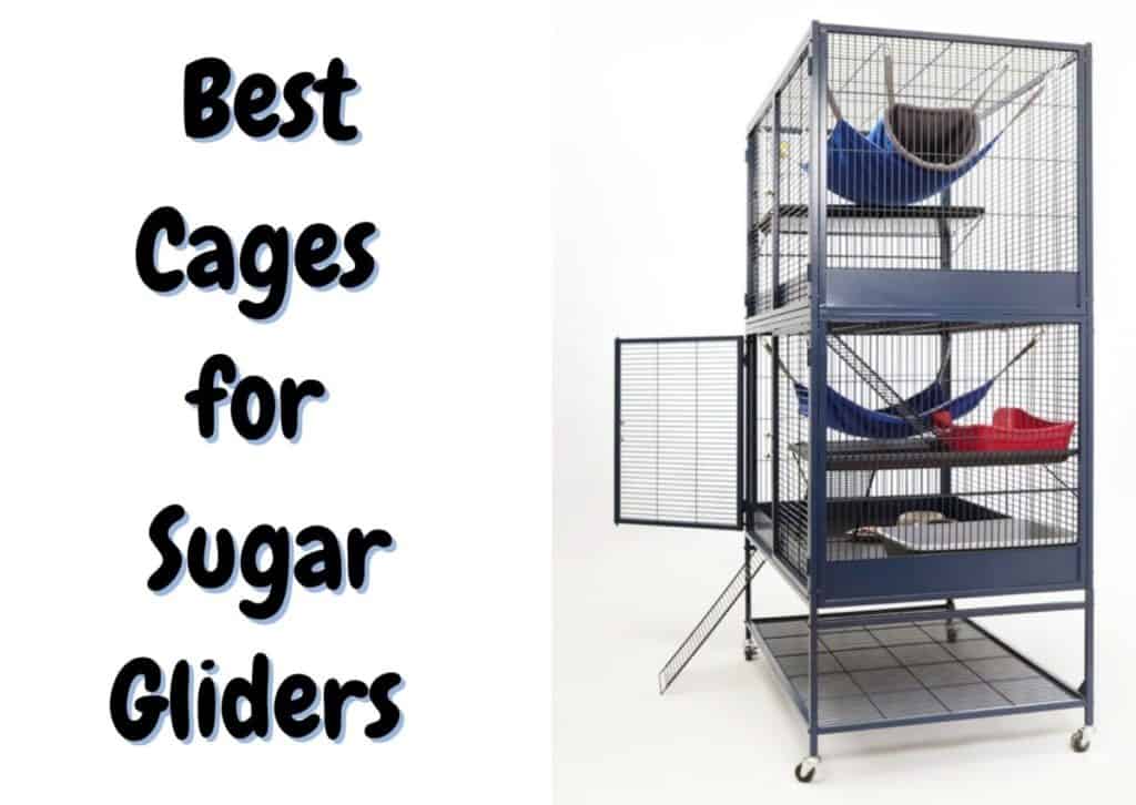 12 Best Cages for Sugar Gliders [2023 Update] The Pet Savvy