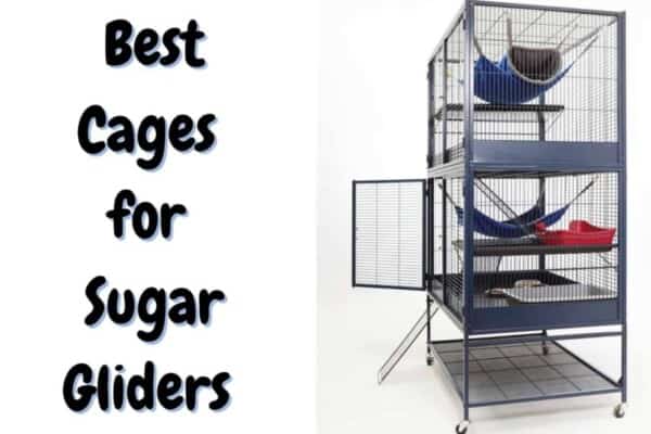 best sugar glider cages