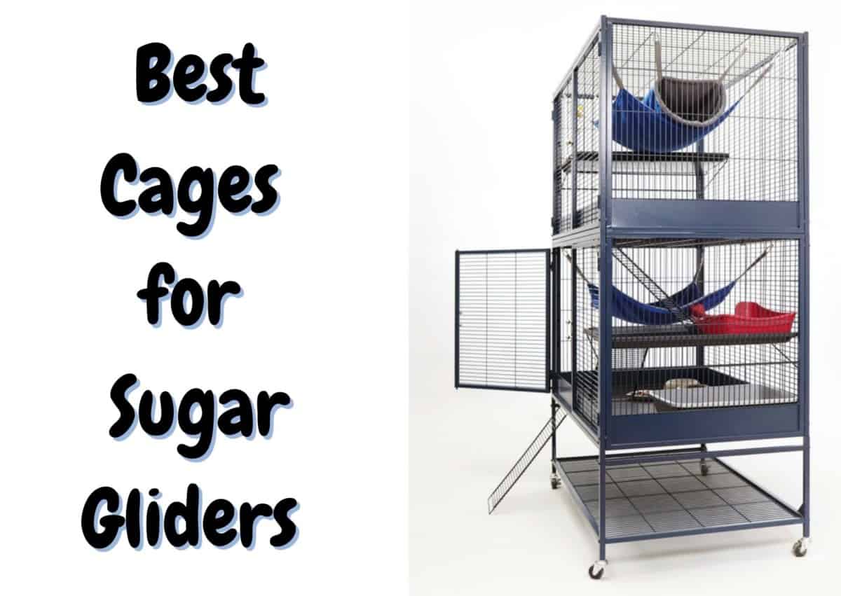 best sugar glider cages