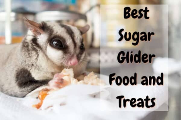 Best sugar glider food and treats