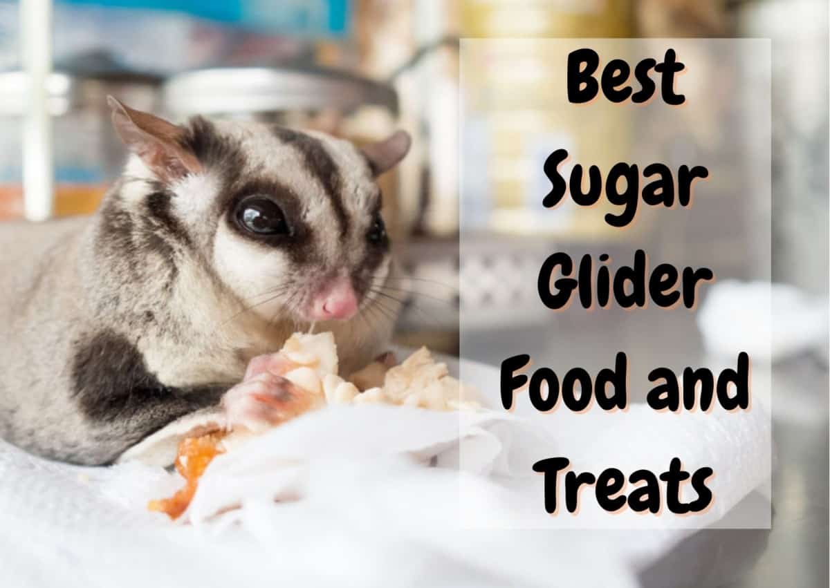 Best sugar glider food and treats