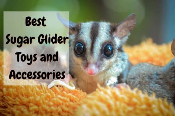 Best sugar glider toys and accessories