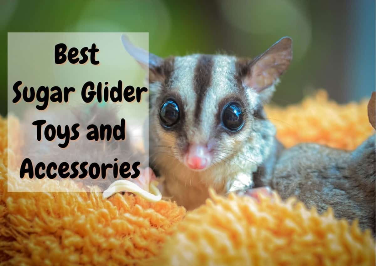 Best sugar glider toys and accessories